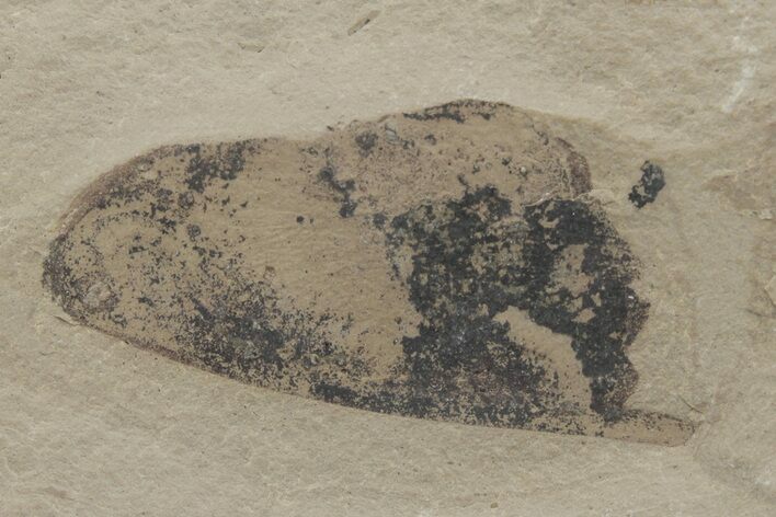 Partial Legume Fossil - Green River Formation, Utah #213890